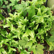 Hardy Fern Phyllitis scolopendrium 'Furcata'